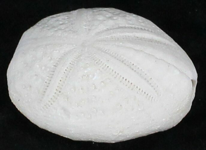 Fossil Sea Urchin (Eupatagus) - Florida #28809